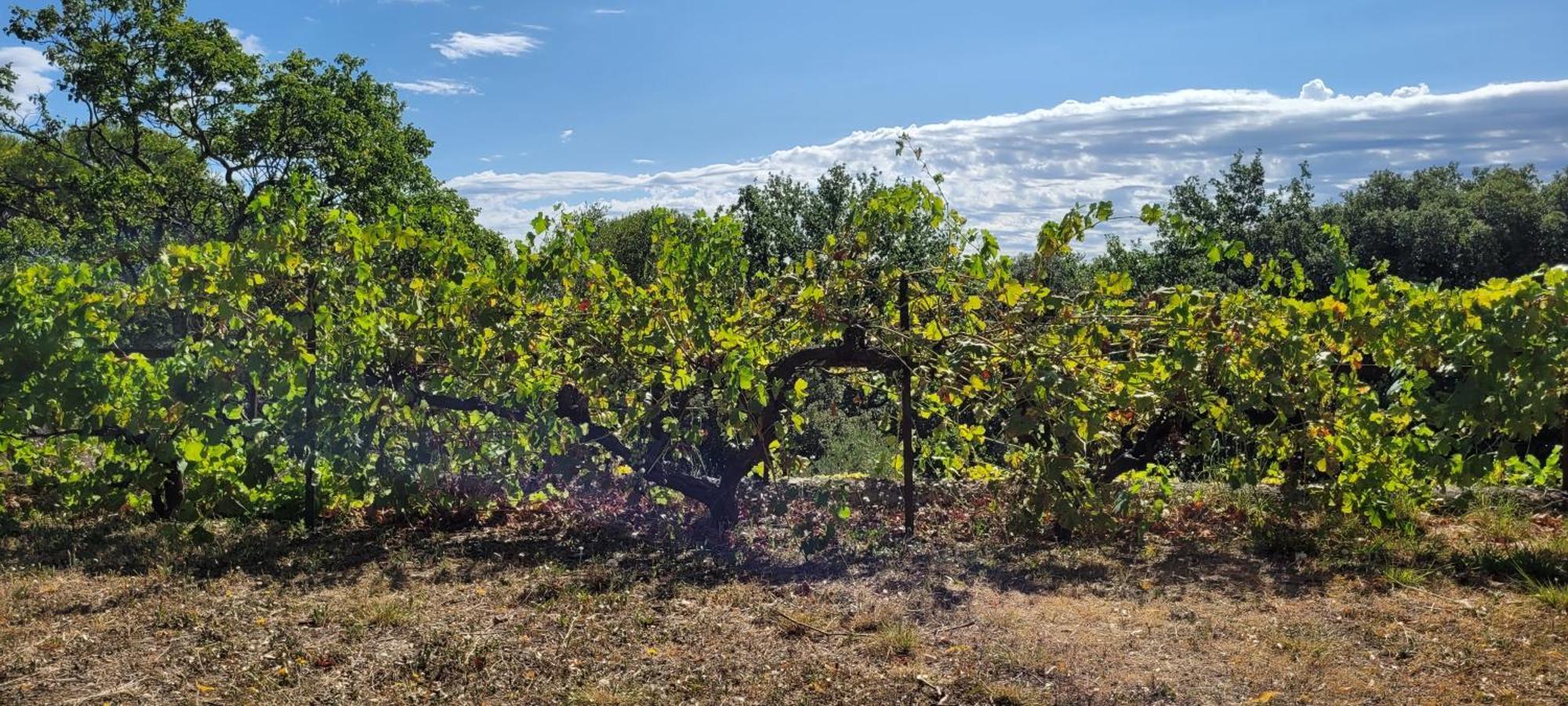 Le Domaine Du Soulier -Gite Et Chambres D'Hotes - La Maison Du Gardien Tornac エクステリア 写真